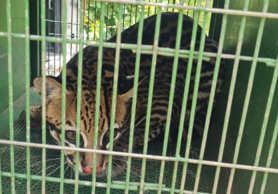 Jaguatirica ï¿½ reintroduzida na natureza apï¿½s seis meses de tratamento.jpg