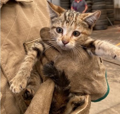 gato.JPG