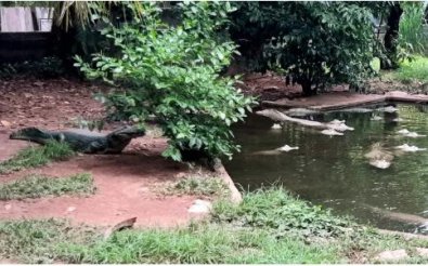 zoologico UFMT