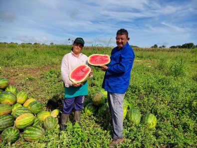 Agricultores de Nobres investem no cultivo de melancia e tomate como alternativa de renda 1.jpg