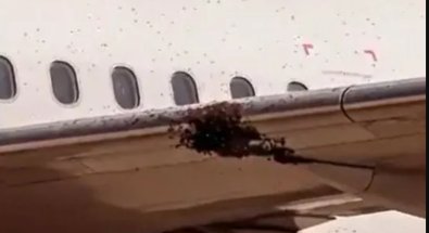 abelhs-aviao.jpg