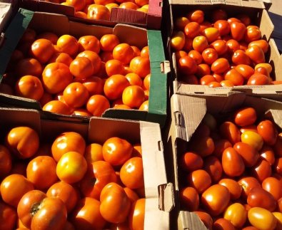 Agricultores de Nobres investem no cultivo de melancia e tomate como alternativa de renda 4.jpg
