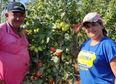 Agricultores de Nobres investem no cultivo de melancia e tomate como alternativa de renda 3.jpg