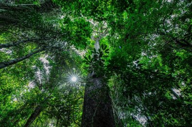Floresta Amazï¿½nica.jpg