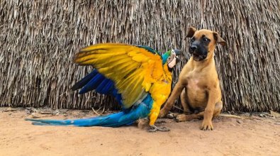 Cachorro Arara
