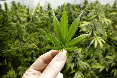 maconha medicinal