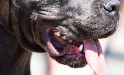 ataque de pitbull