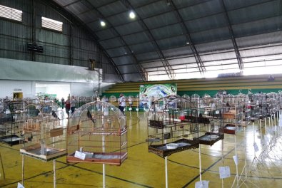 suspensao feira aves torneio canto.jpeg