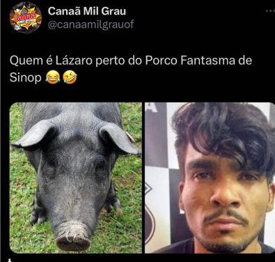 Porco fantasma 