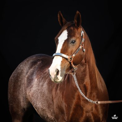 cavalo