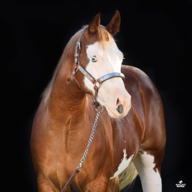 cavalo