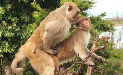 macacos.jpg
