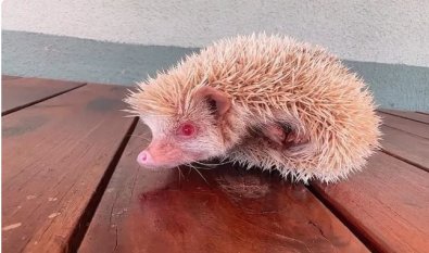 sonic.JPG