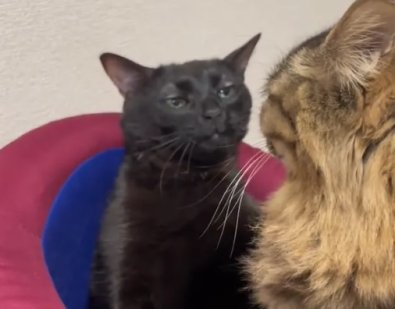 gatinho[.jpg