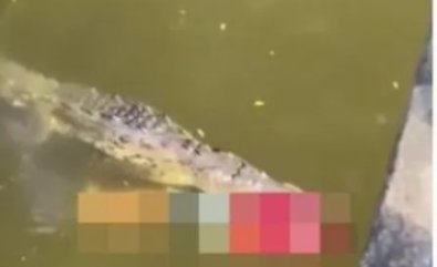 crocodilo.jpg
