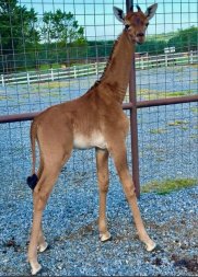 girafa 2.JPG