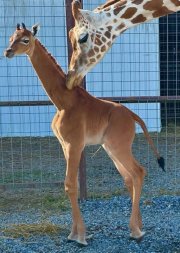 girafa.JPG