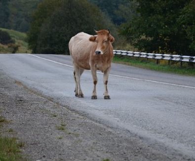 vaca na pista.JPG