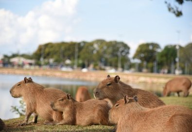 capivaras 