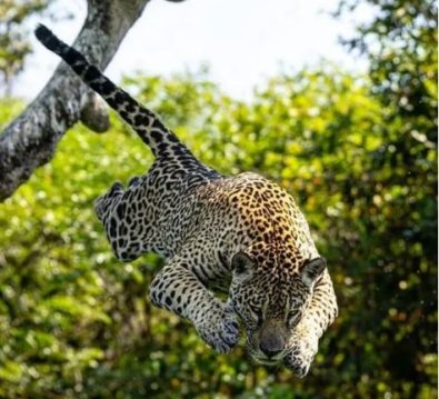 onca-pantanal.JPG