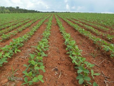 plantacao.jpg