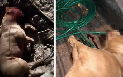 cachorro morto no Shagri-la.JPG
