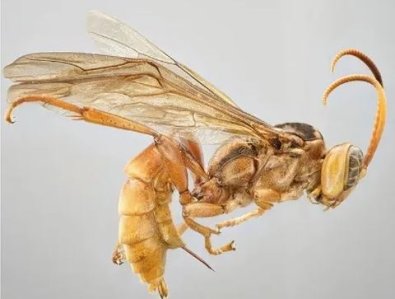 vespa alienigena