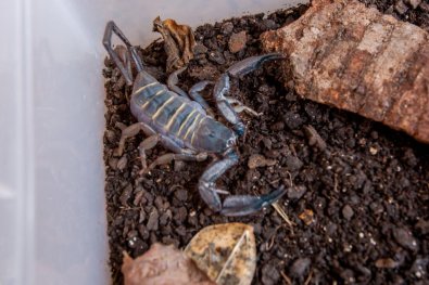 escorpiao