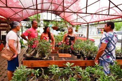 festival orquideas cuiaba