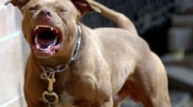 pit bull bravo.jpg