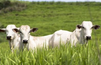 GADO FAZENDA