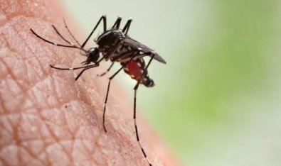 mosquito dengue