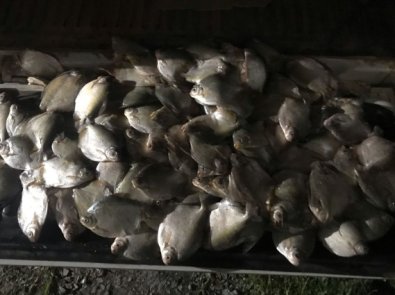 peixes.jpg