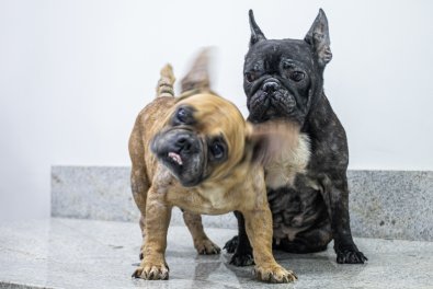 animais resgatados cuiaba 