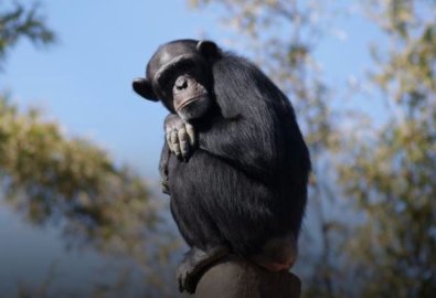 MACACO