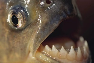piranhas