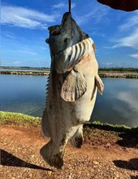 peixe gigante 2