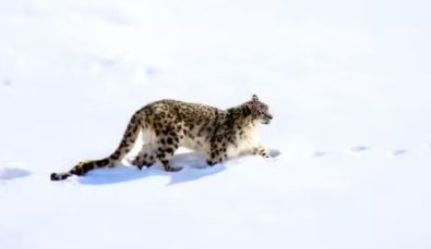 LEOPARDO FRIO.jpg