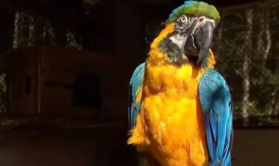 arara