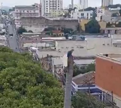 ninho arara
