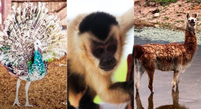 macaco chico