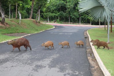 capivaras