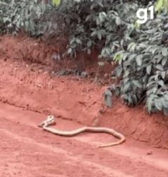 Cobra