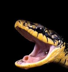 Cobra Drymarchon Corais