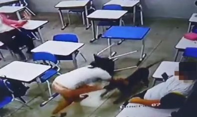 pitbull.JPG