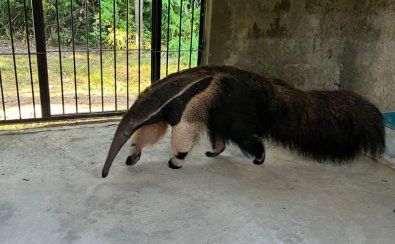 tamandua