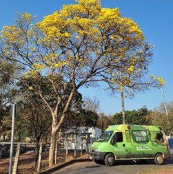 Arborizaï¿½ï¿½o Verde Novo