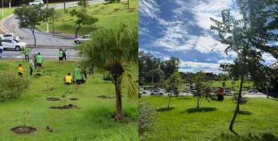 Arborizaï¿½ï¿½o Verde Novo