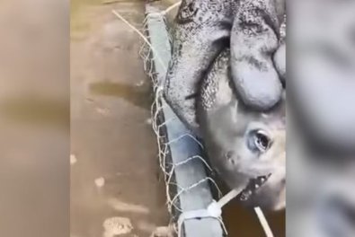 Piranha