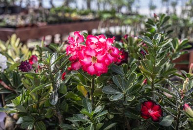 Rosa do deserto